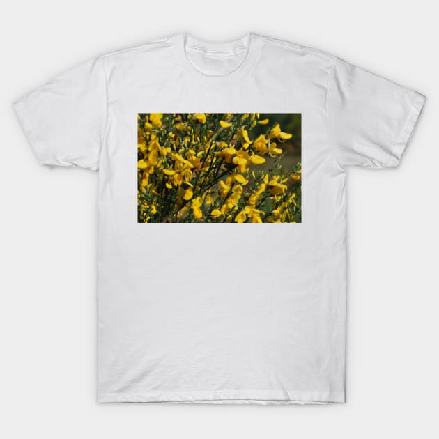 Gorse in flower T-Shirt by jamesknightsart